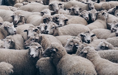 A group of sheep and brown
